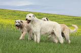 IRISH WOLFHOUND 038
